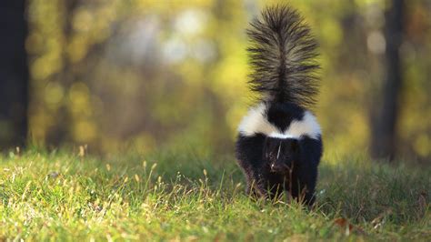 what is skunk in tagalog|How to Say Skunk in Filipino .